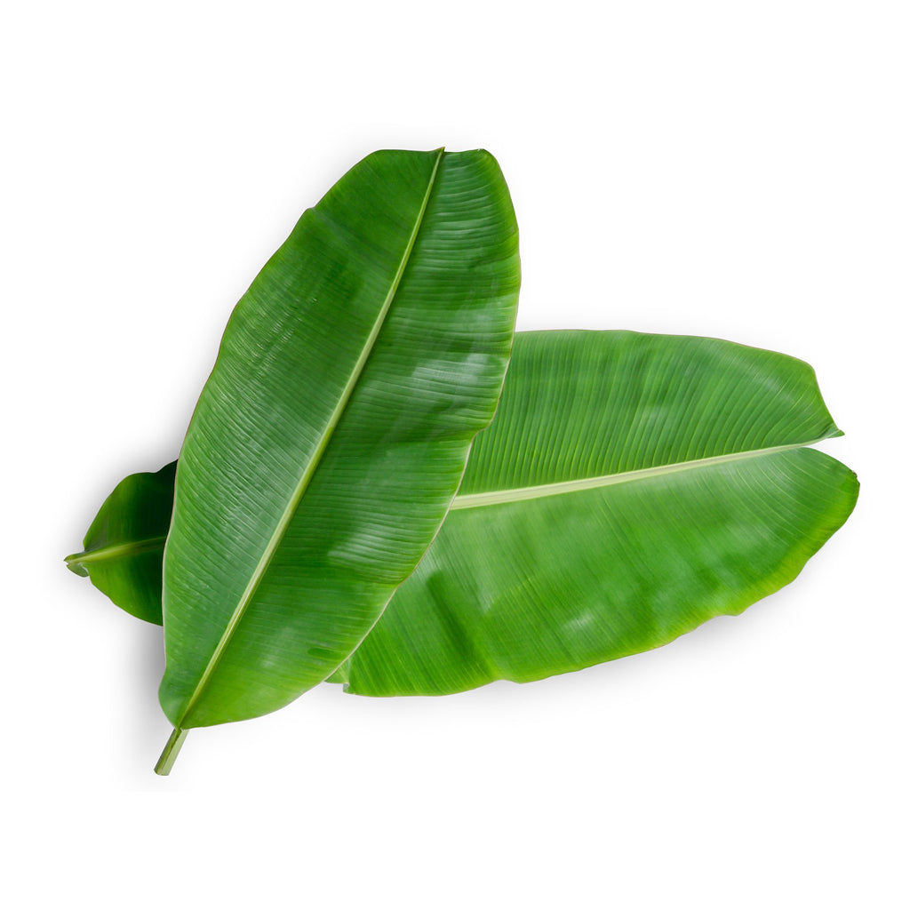 Fresh Banana Leaf - 2 Pieces