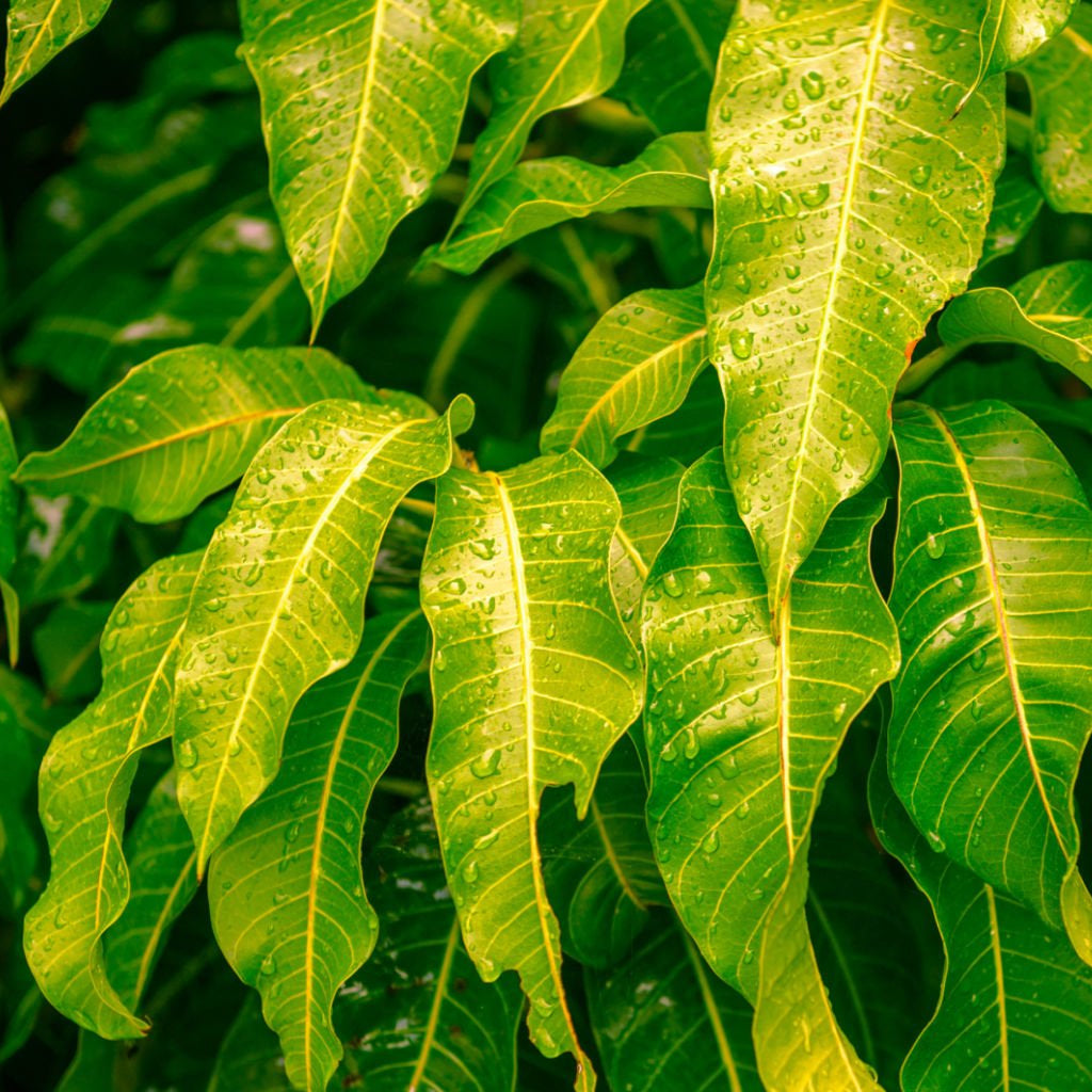 Fresh Mango Leaves -50 g