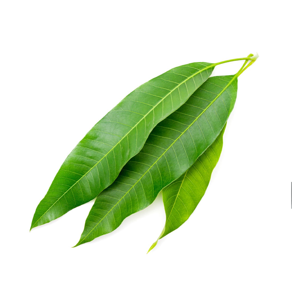 Fresh Mango Leaves -50 g