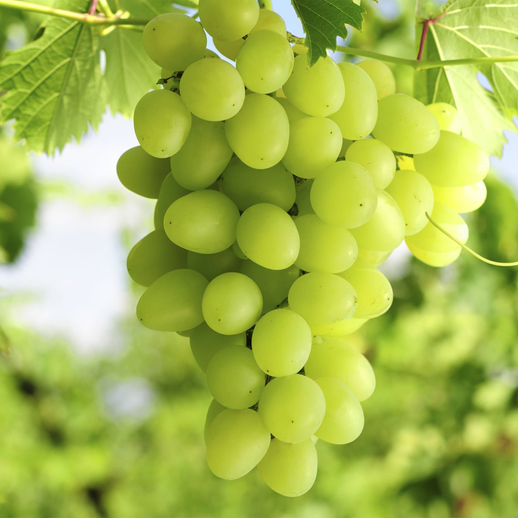Fresh Green Grapes (seedless) - 500 g