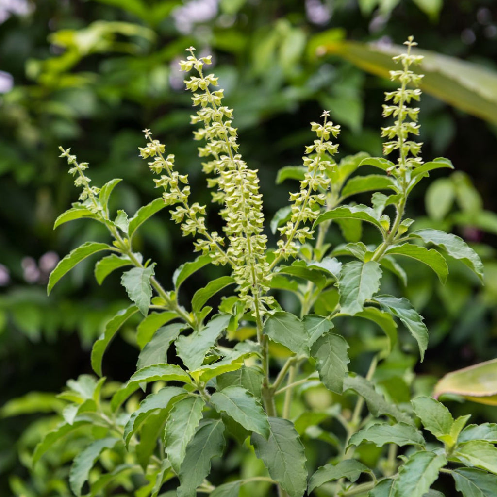 Fresh Thulasi Leaves - 50 g