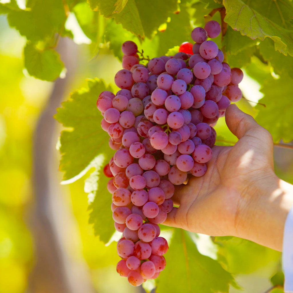 Fresh Red Grapes (Seedless) - 500 g