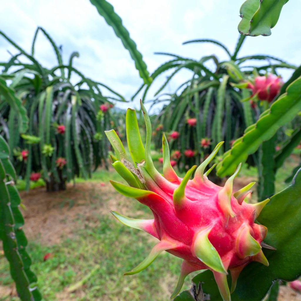 Fresh Dragon Fruit - 1 Pc (300g to 400g)