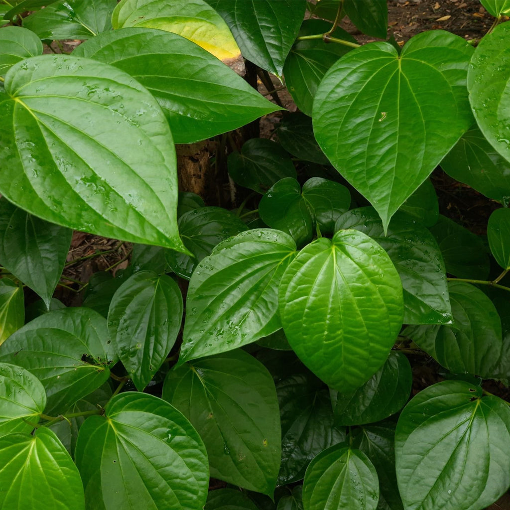 Fresh Betel Leaves For Pooja - 6 Pcs