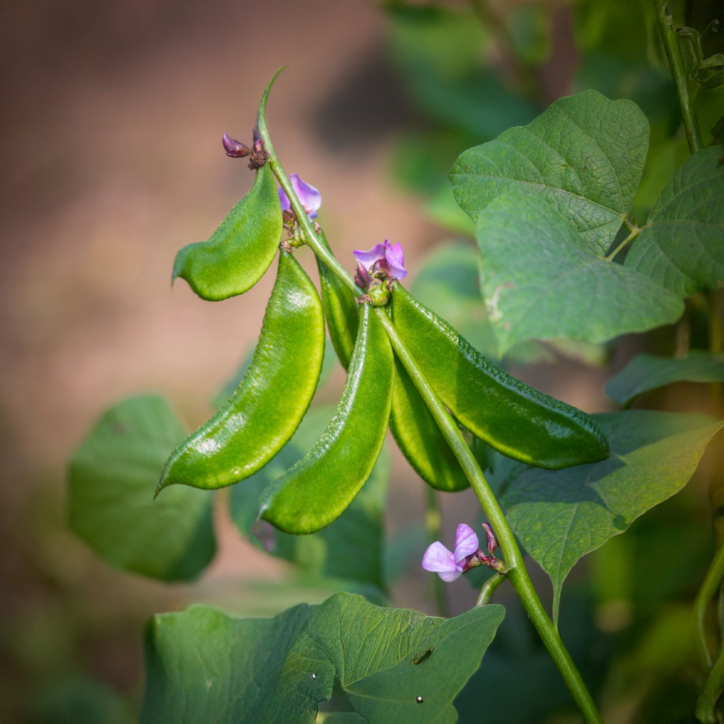 Fresh Broad Beans (India) - 500 g