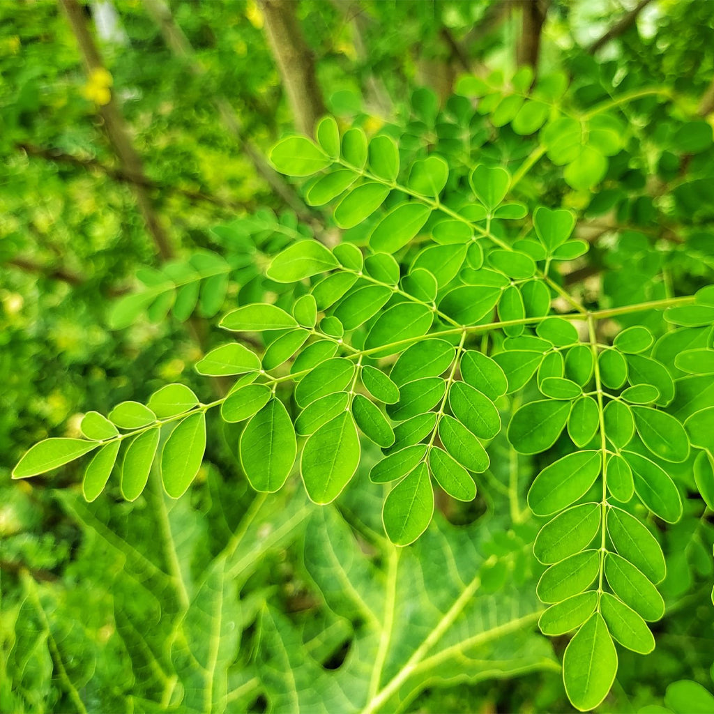Fresh Moringa Leaves(Kelor) - 300 g