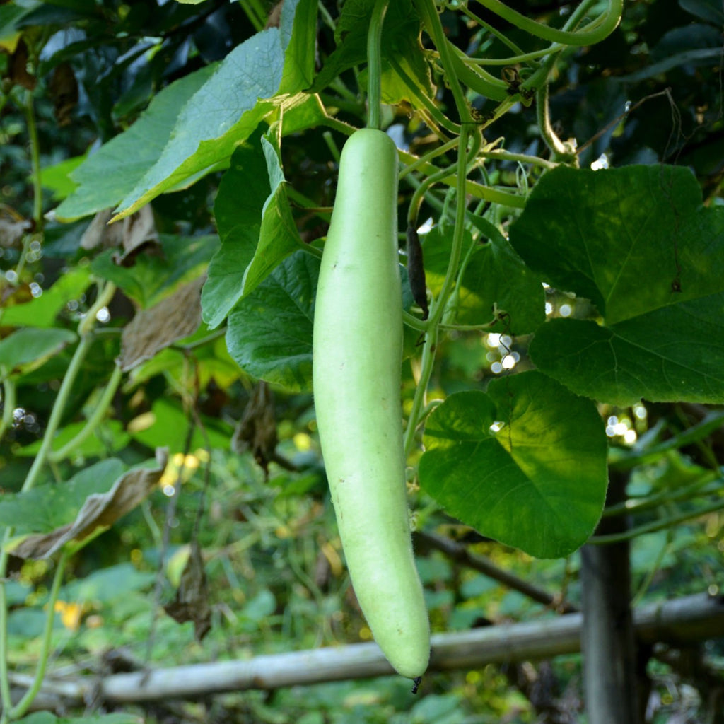 Fresh Indian Bottle Gourd (Dudhi) - 1 Pc