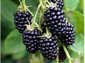 Les Jardins Du Petit DepotLpd - Blackberry/Les Jardins Du Petit Depot - 100 g