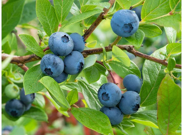Les Jardins Du Petit DepotLpd - Blueberry/Les Jardins Du Petit Depot - 100 g