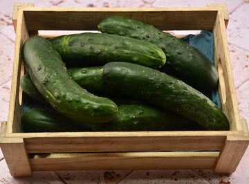 Bio RungisLpd - Org Short Cucumber Noa/Bio Rungis - 0.5 Kg