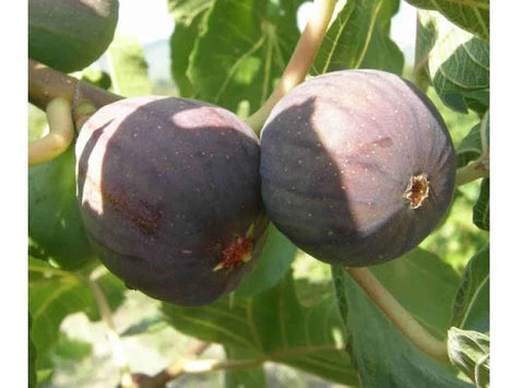 Les Jardins Du Petit DepotLpd - Black Figs/Les Jardins Du Petit Depot - 250 g