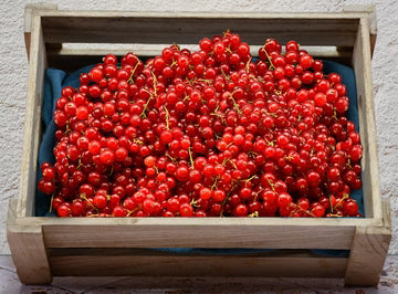 Les Jardins Du Petit DepotLpd - Red Currants/Les Jardins Du Petit Depot - 1 Pc