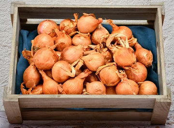Les Jardins Du Petit DepotLpd - Onion Roscoff/Les Jardins Du Petit Depot - 0.5 Kg