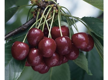 Les Jardins Du Petit DepotLpd - Black Cherry Regina/Les Jardins Du Petit Depot - 500 g