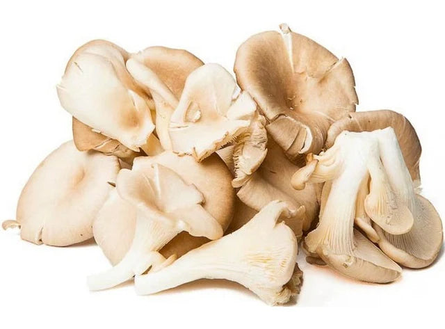 Bio RungisLpd - Org Oyster Mushroom/Bio Rungis - 0.2 Kg