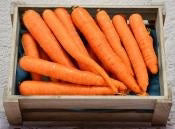 Les Paysans BioLpd - Org Washed Carrot/Les Paysans Bio - 1 kg