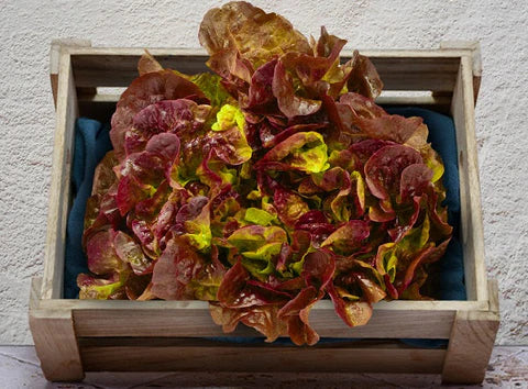 Les Paysans BioLpd - Org Red Oak Leaf/Les Paysans Bio  - 1  Pc