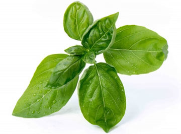 ZenxinLpd - Org Sweet Basil/Zenxin  - 1  Pc
