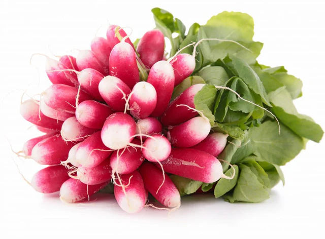Les Jardins Du Petit DepotLpd - Pink Radish/Les Jardins Du Petit Depot - (1 Bunch)