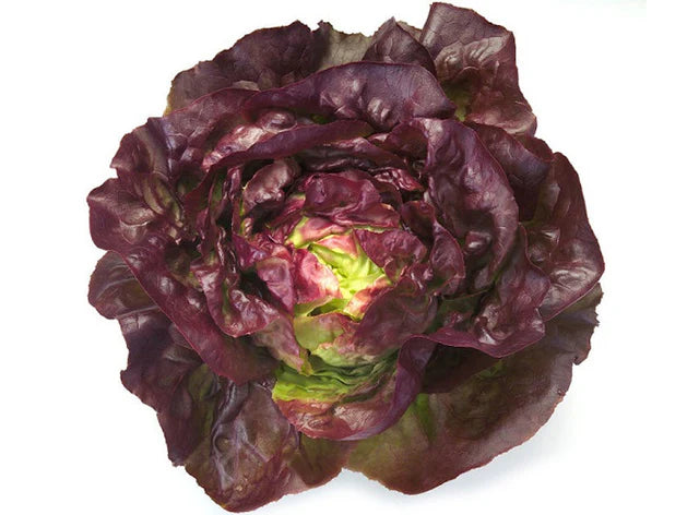 Bio RungisLpd - Org Rougette Salad/Bio Rungis - 1 Pc