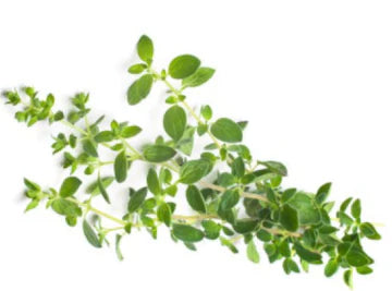 Les Jardins Du Petit DepotLpd - Oregano/Les Jardins Du Petit Depot -25 g