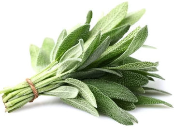 Les Jardins Du Petit DepotLpd - Sage/Les Jardins Du Petit Depot - 25 g