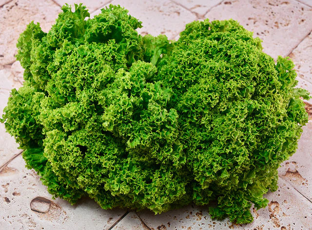 Les Jardins Du Petit DepotLpd - Coral Green Lettuce/Les Jardins Du Petit Depot - 300 g