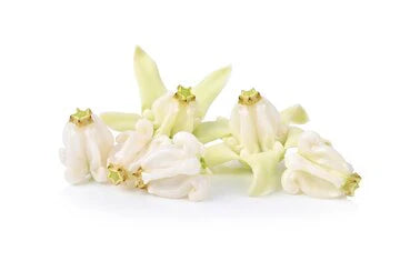 Fresh Erukkam Flower White Loose  For Pooja - 50 g(Pre-Order)