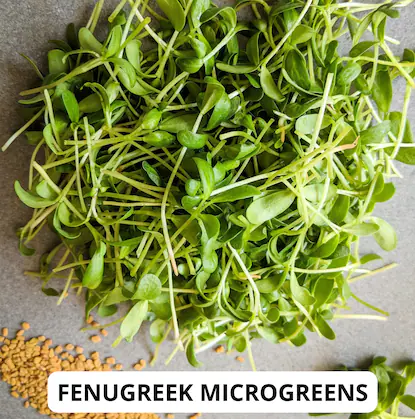 Dana Fresh Micro Green (Methi) - 200 g