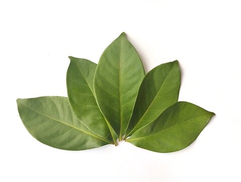 Fresh Salam Leaves (Daun Salam)