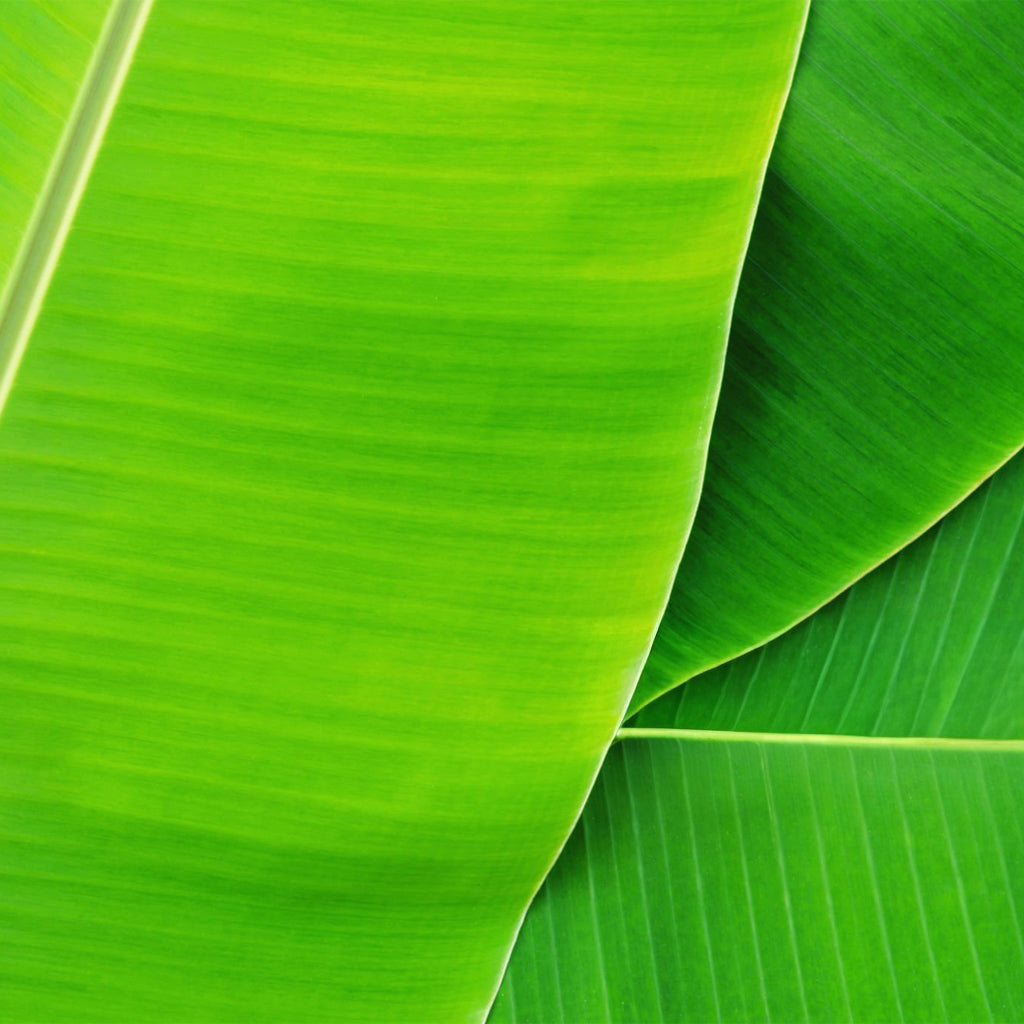 Fresh Banana Leaf For Pooja (Thalai Vazhai Ilai) - 1 Pc