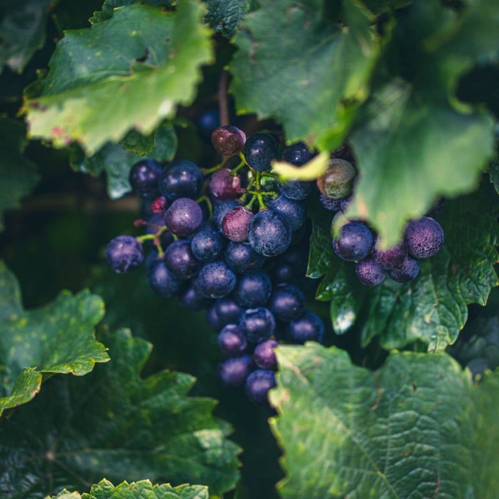 Fresh Black Seedless Grapes  - 500 g