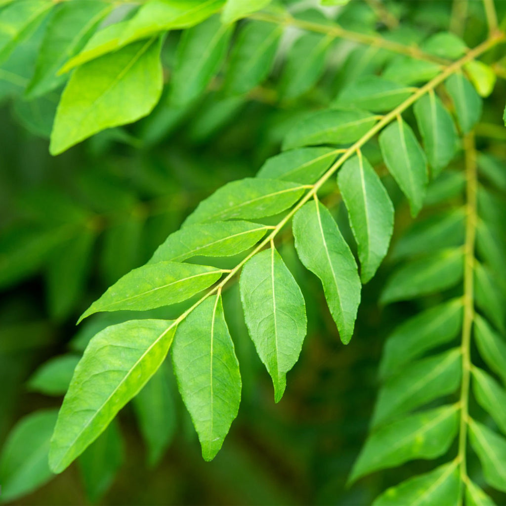 Fresh Curry Leaves - 50 g