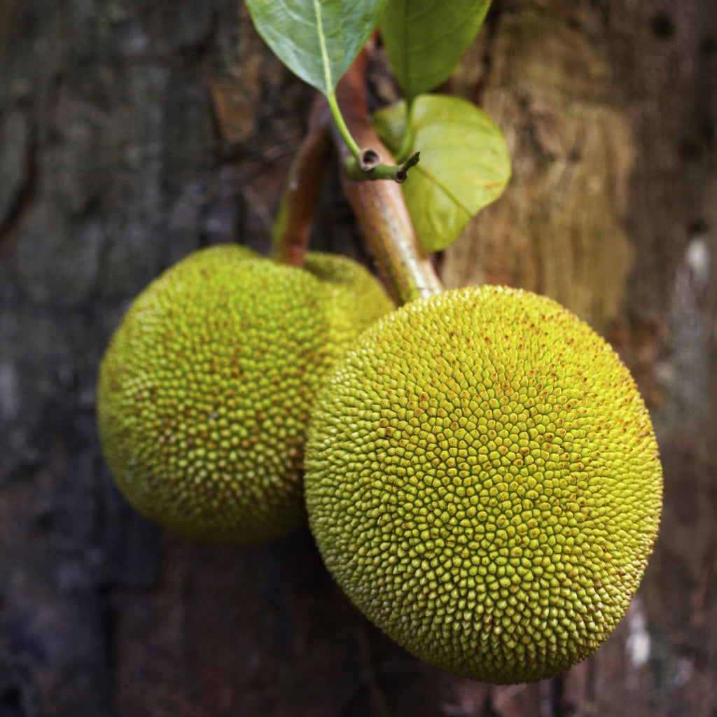 Fresh Green Tender Jackfruit (Idichakka) (India) - 1.2 kg to 1.6 kg