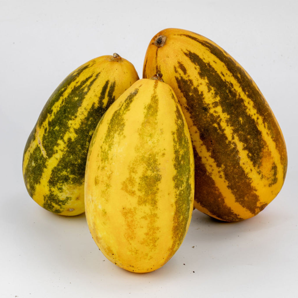 Fresh Malabar Sambar Cucumber (India) - 1 Pc (600 to 700 g)