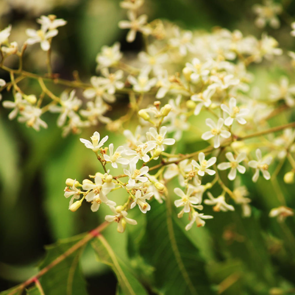 Fresh Neem Flower Stick - 20 g