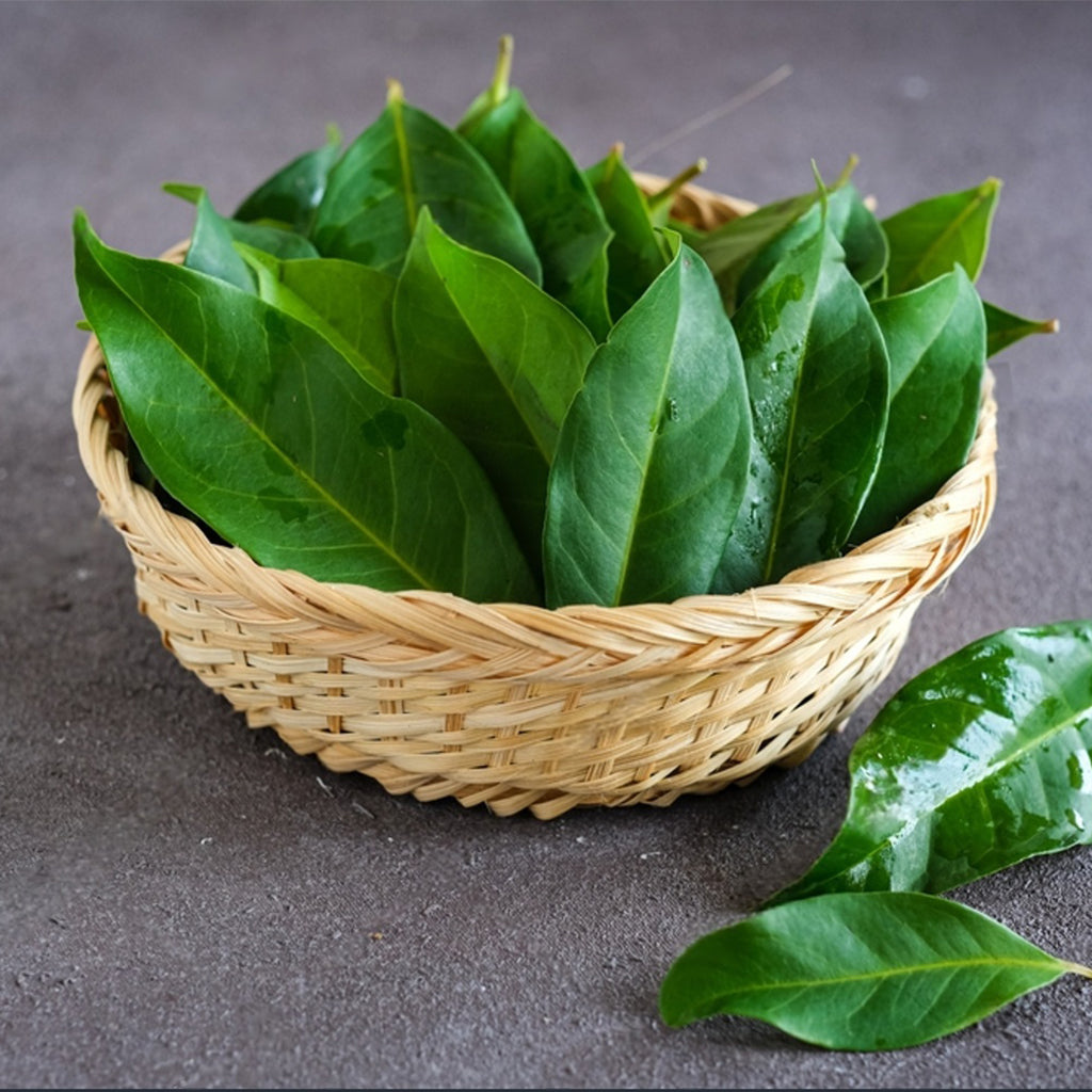 Fresh Salam Leaves (Daun Salam)