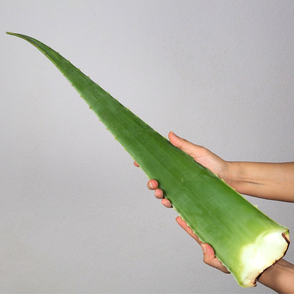 Fresh Whole Aloe Vera Stick - 1 Pc (~450-500gms)