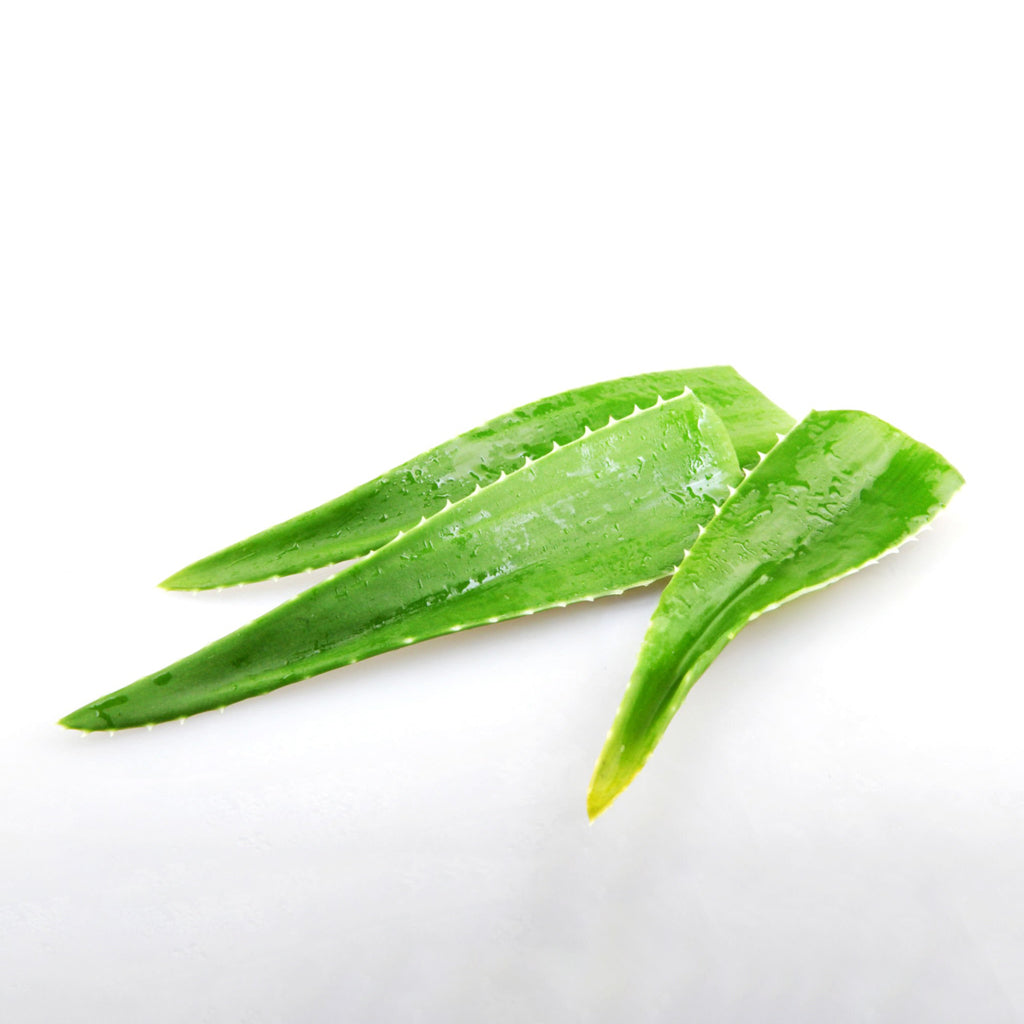 Fresh Whole Aloe Vera Stick - 1 Pc (~450-500gms)