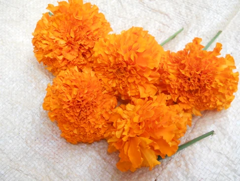 Fresh Orange Marigold Pooja Flower - 200 g