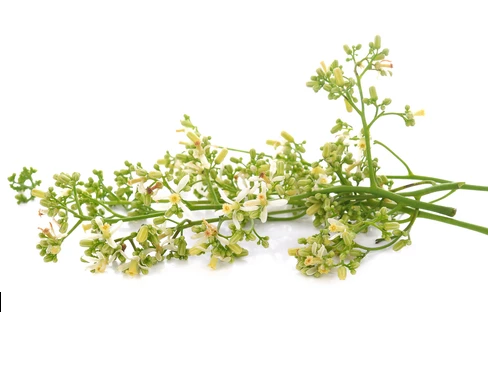 Fresh Neem Flower Stick - 20 g