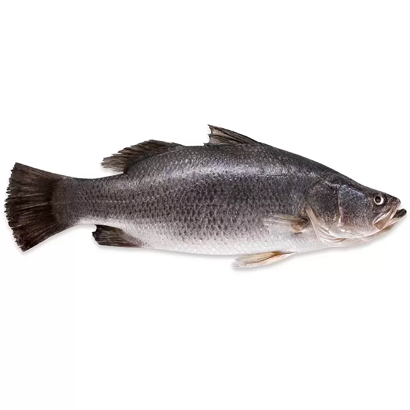 Fresh Whole Seabass Glutted (Kukup Sea)