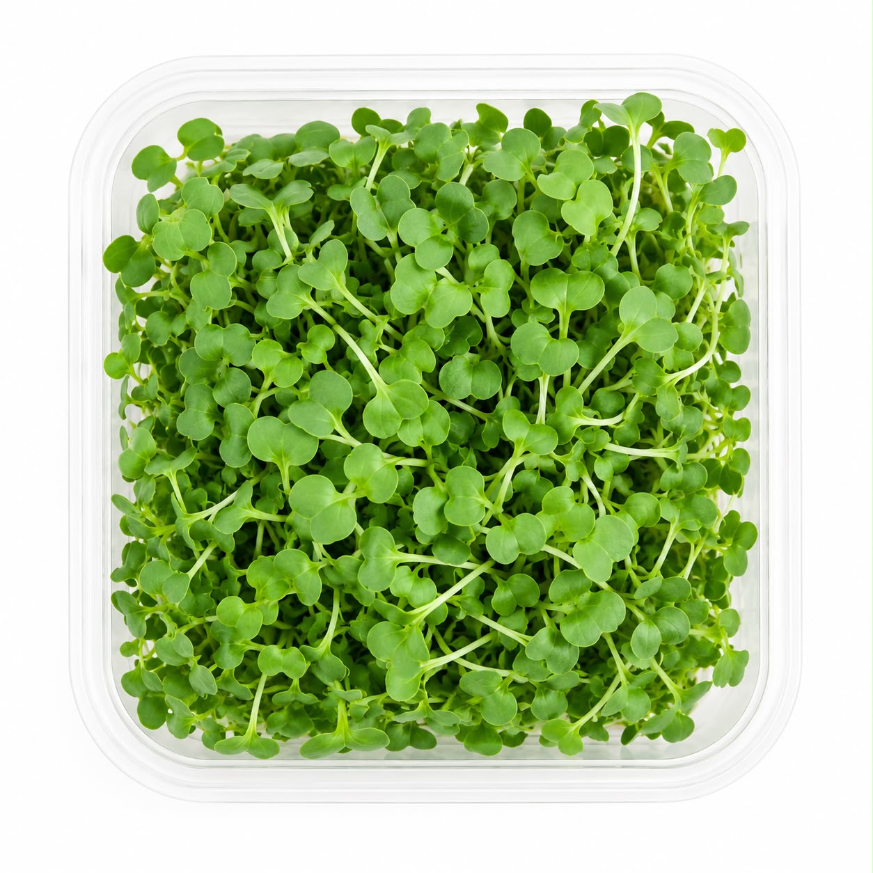 Dana Fresh Micro Green (Broccoli) - 200 g