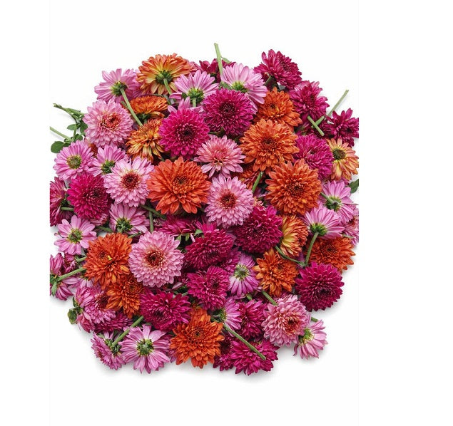 Fresh Mixed Chrysanthemum (Samandhi) Pooja Flower - 300 g