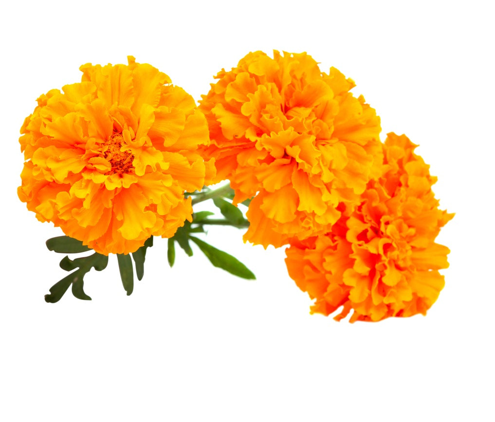 Fresh Orange Marigold Pooja Flower - 200 g