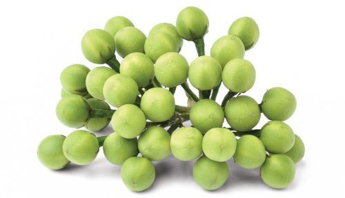 Fresh Turkey Berry (Sundakai)  (India)