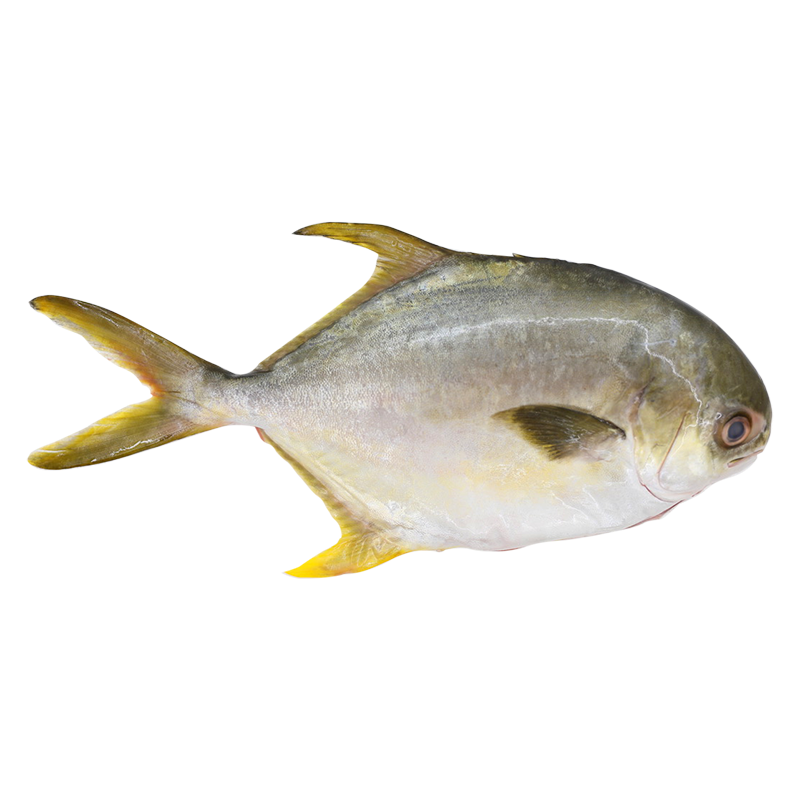Fresh Golden Pomfret Fish  (NO EXCHANGE & NO RETURN For This Item)
