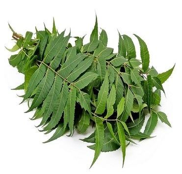 Fresh Neem Leaves For Pooja
