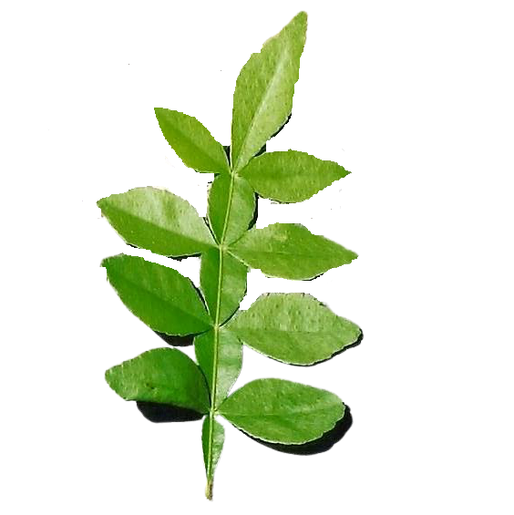 Vilvam Ilai (Aegle marmelos)