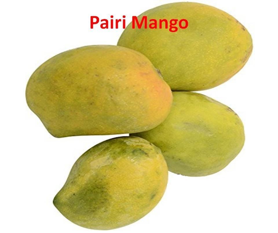 Fresh Pairi Mangoes India  ~ (No Exchange or Refund for this item)